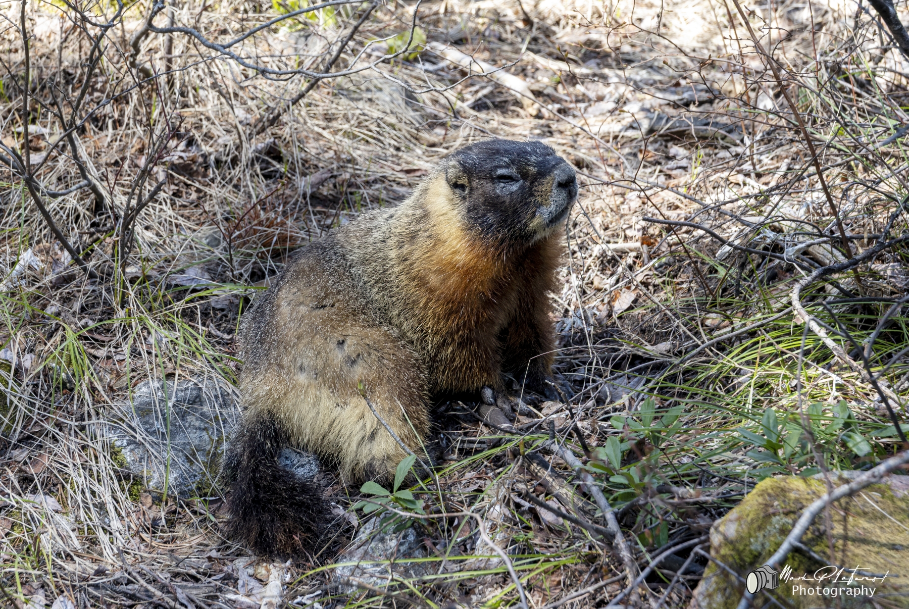 Yellow Bellied Marmot, Grand Teton National Park
